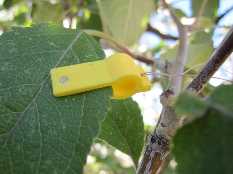 leaf sensor