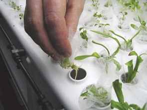 Tiny plants with root systems being pulled from the holes in the plant chamber