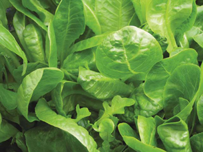 A picture of a vibrant green leafy plant that was grown in the plant chamber