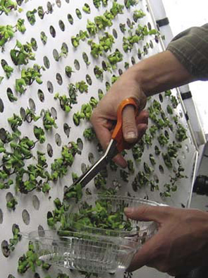 A grower cuts plants from the openings of the chamber with scissors